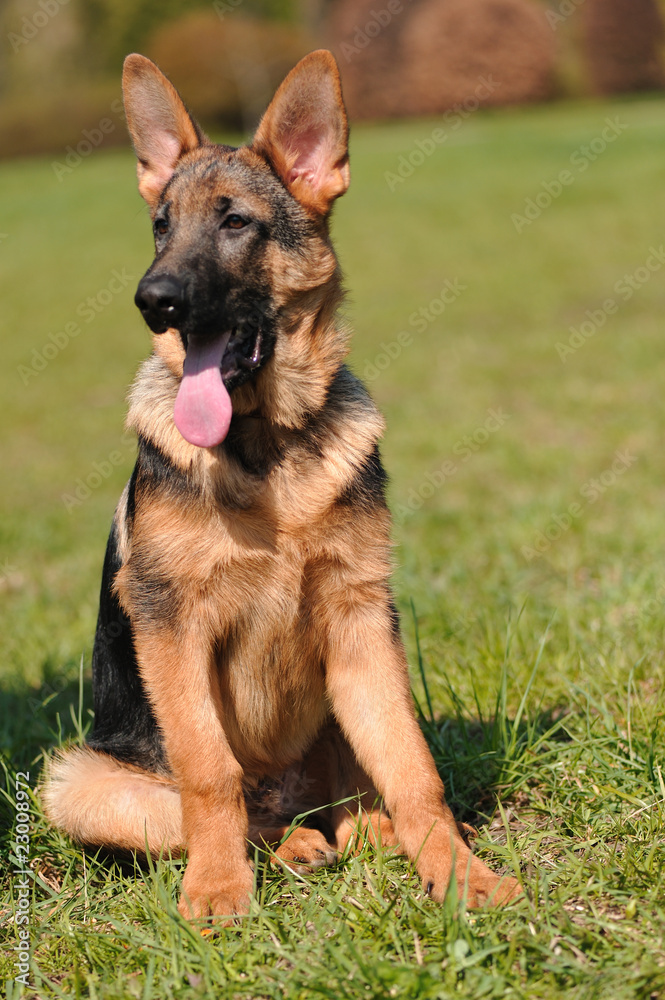 German Shepherd dog on the grass