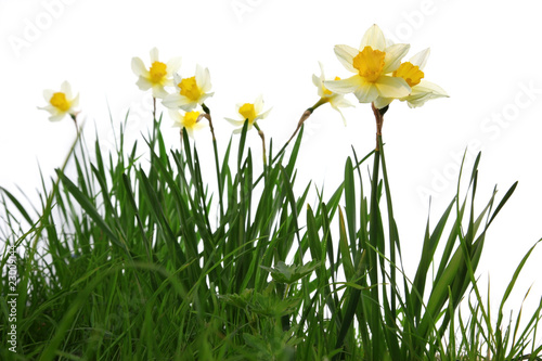 yellow spring daffodils in green grass isolated on white
