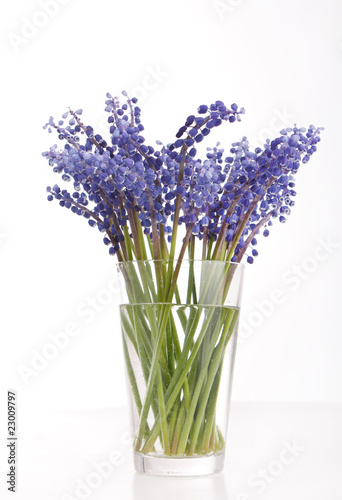 bunch of grape hyacinth