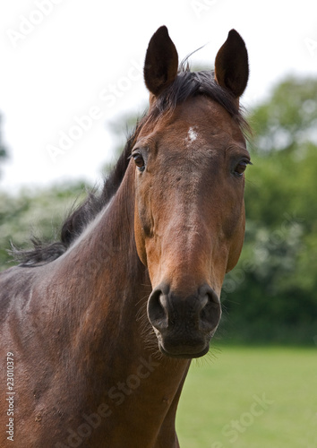 Thoroughbred Horse Portrait © roger ashford