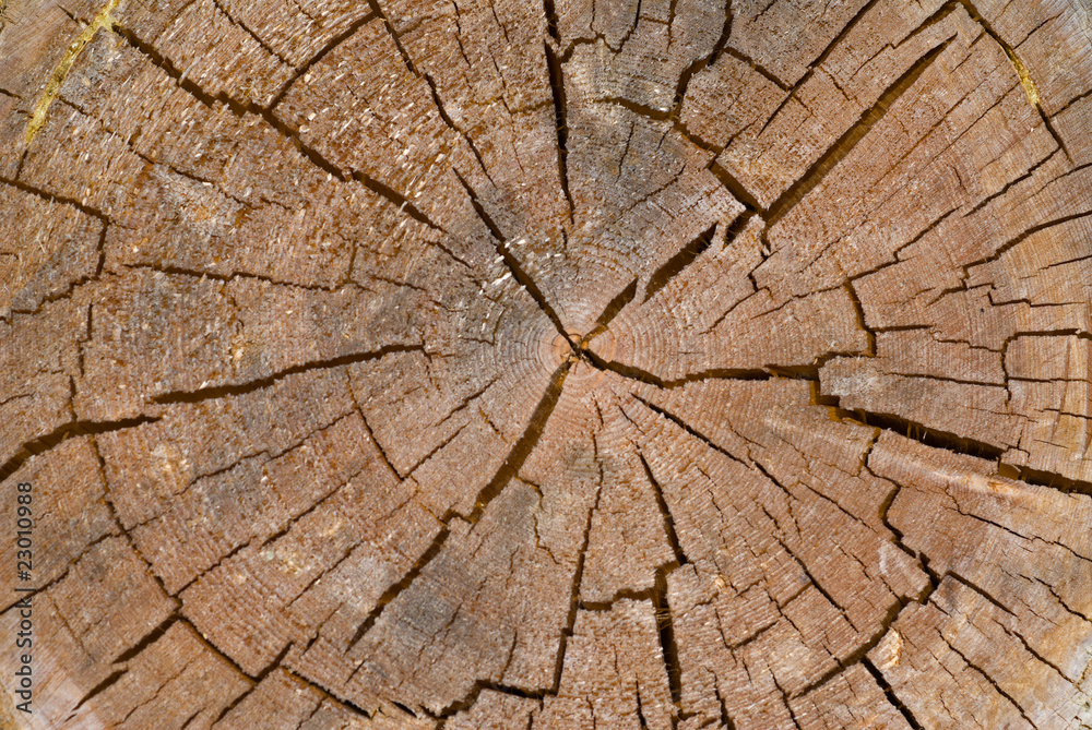 Fototapeta premium Stary wycinek drzewa 6
