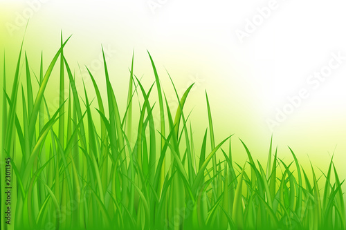 Grass