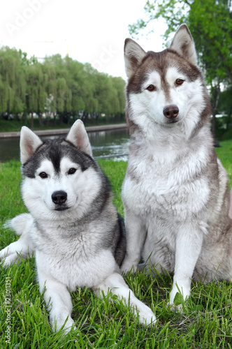 pair of husky dogs outdoors