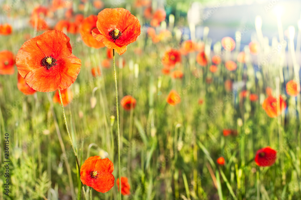 Obraz premium Poppy Fields
