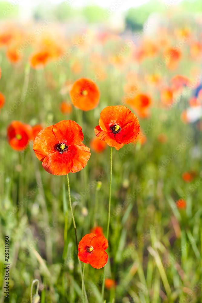 Obraz premium Poppy Fields