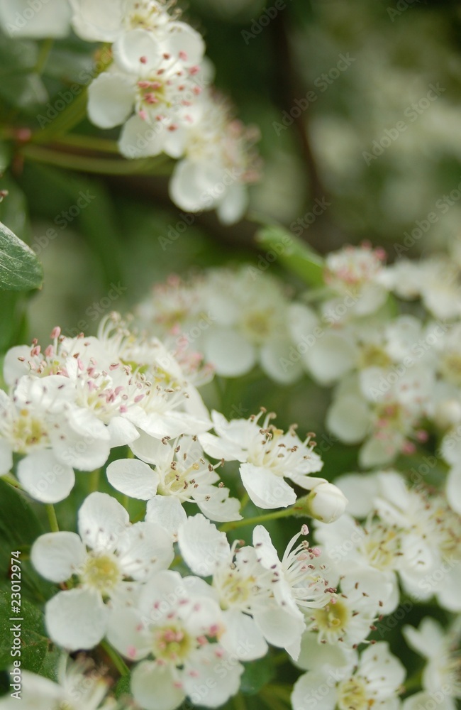 weiße Blüten