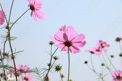 Fototapeta Naklejka Na Ścianę i Meble -  pink cosmos flower