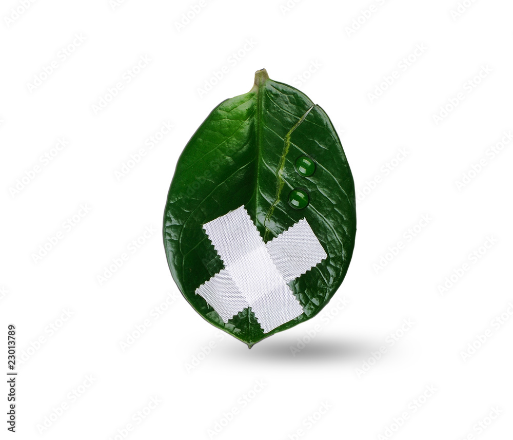 Wounded and suffering leaf Wounded and suffering leaf