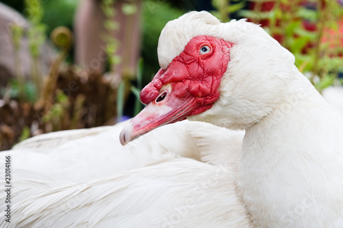 Moscovy Duck photo