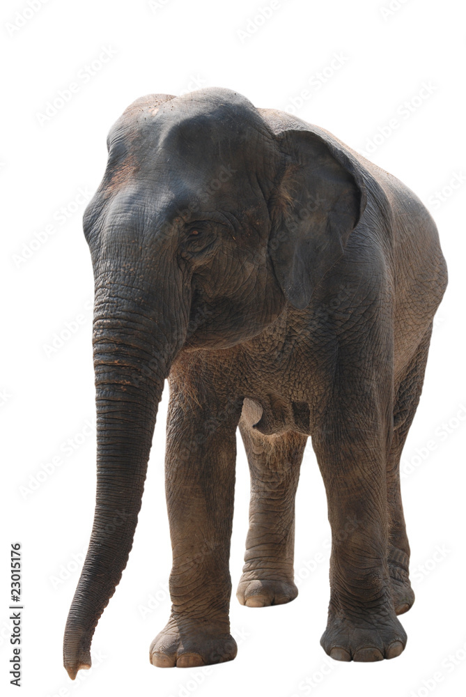 Naklejka premium wild animal elephant