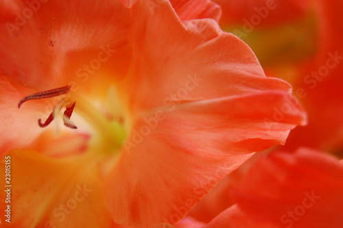 Fotografia, Obraz orange gladiola