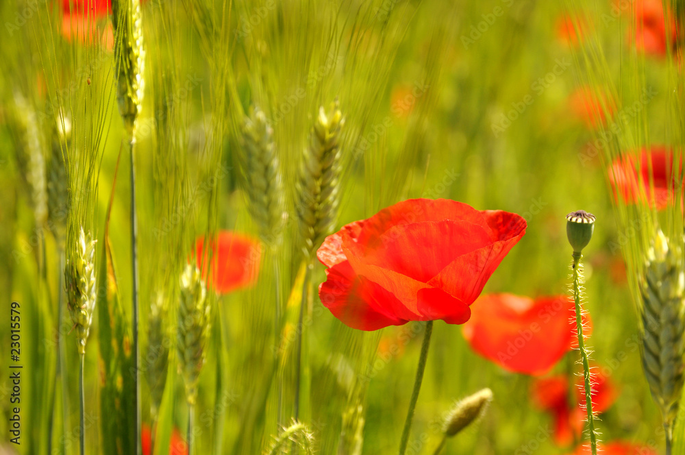 Fototapeta premium Coquelicots dans champ de blé