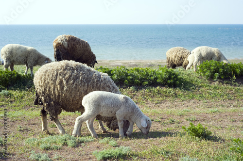 Herd of sheep