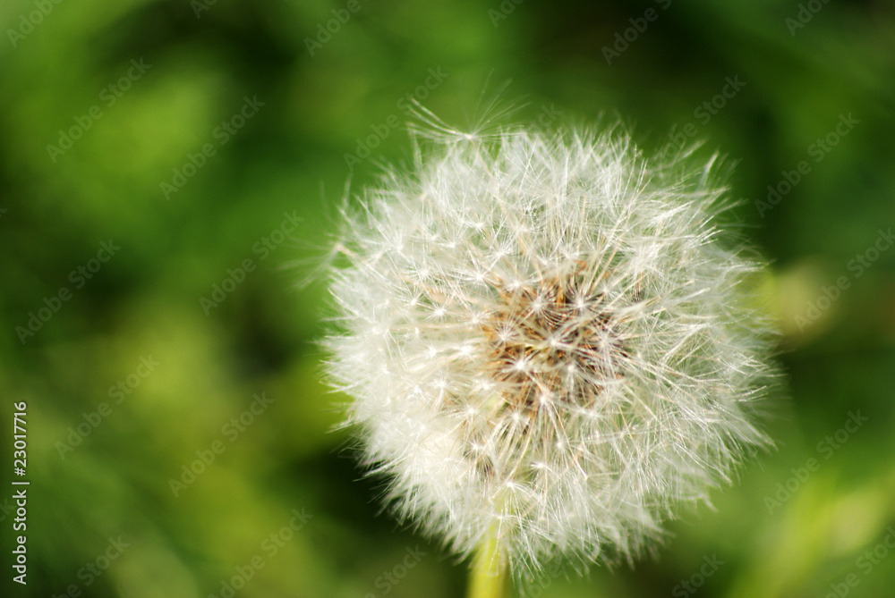 Pusteblume