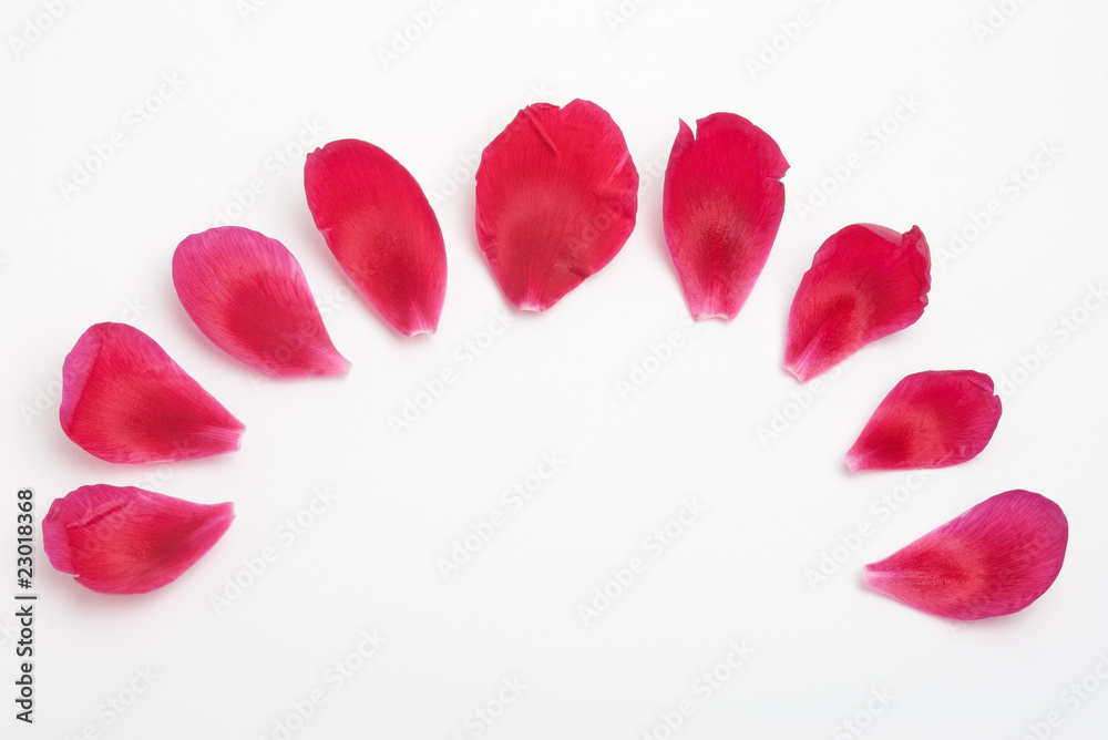 Semicircle of red flower petals on white background