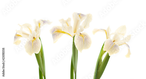 Fototapeta Naklejka Na Ścianę i Meble -  pale yellow iris isolated on white
