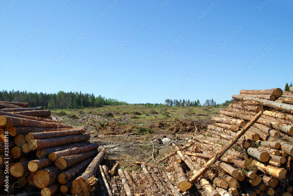 Timber Logs at Clear Cut