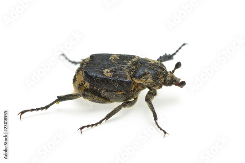 Checkered beetle (Valgus hemipterus) © Roman Ivaschenko