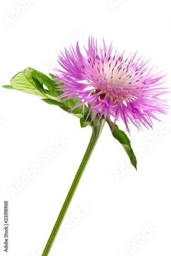 Pink centaury flower