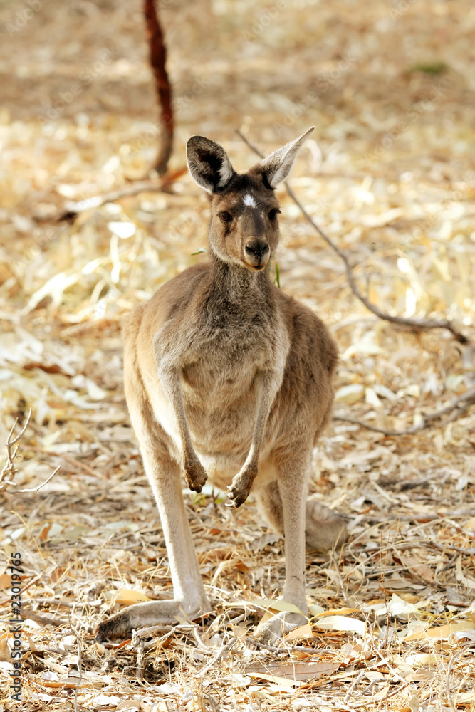 Cute Young Kangaroo