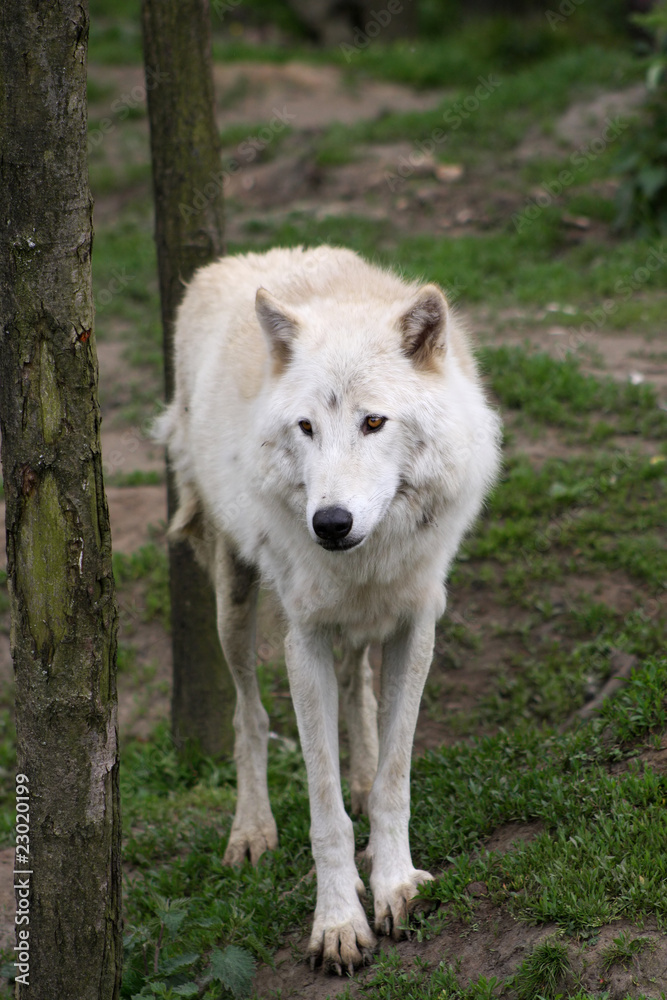 Artic wolf Artic wolf