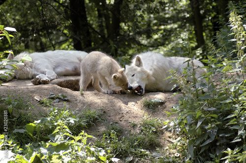 Family of polar wolves (canis lupus tundrorum).