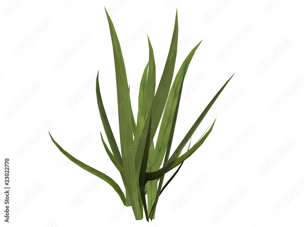 Obraz premium Grass