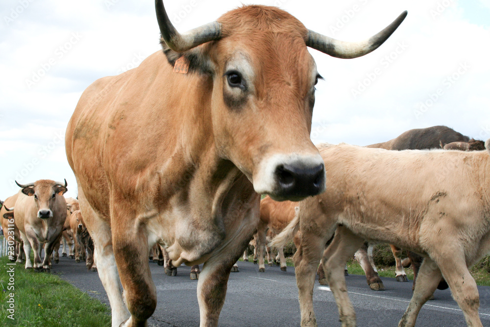 vache Aubrac vache Aubrac