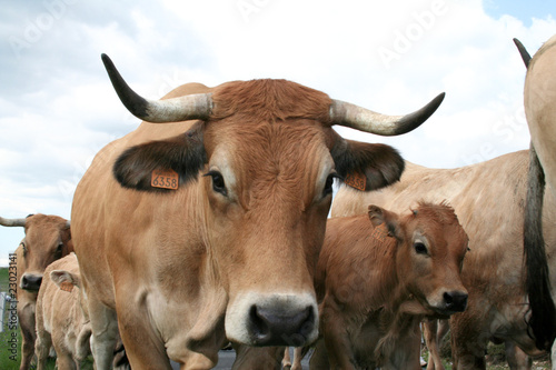 Troupeau de vaches Aubrac