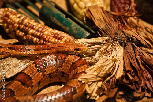Corn Snakes with Decorative Corn
