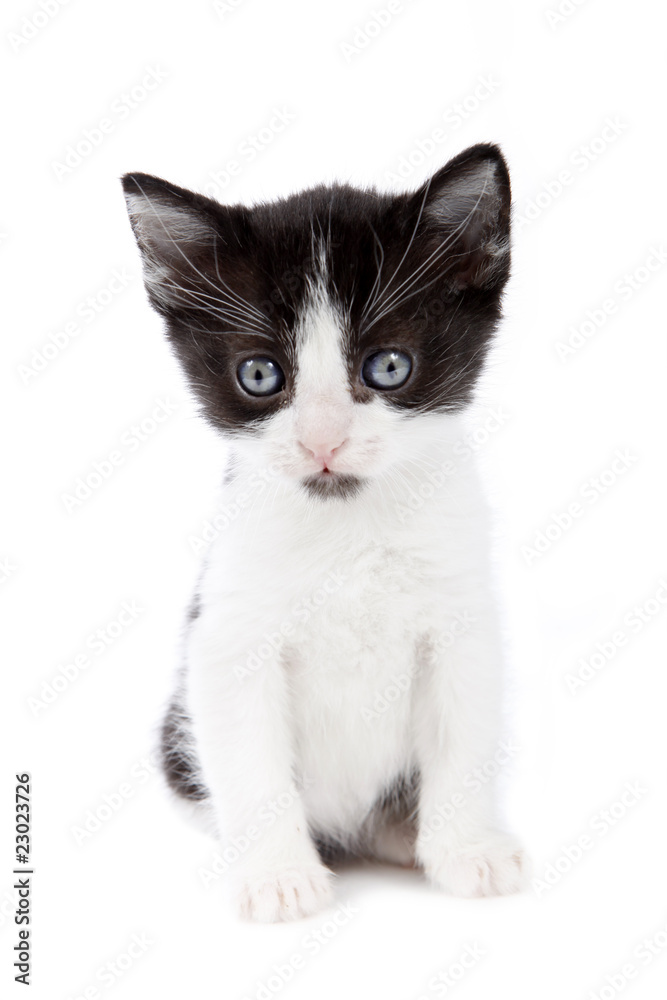 Petit chaton noir et blanc.