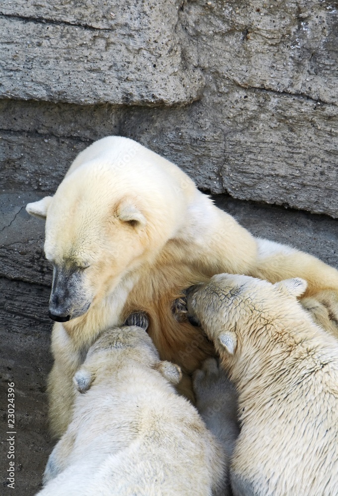 polar bear cubs feeding