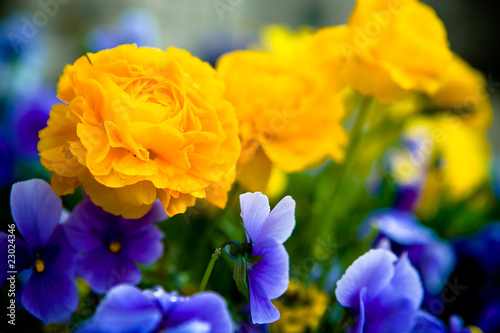 ranunculus and pansies photo