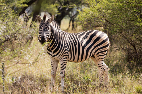 Lone zebra standing in the African bush