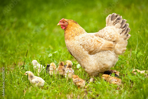 Foto Chicken with babies