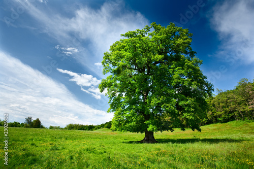 Dekoracja na wymiar  single-oak-tree