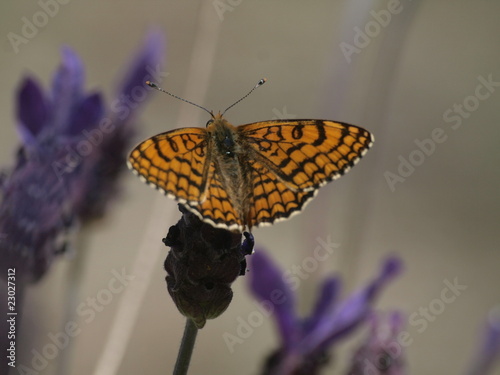 Mariposa posada en una flor photo