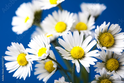 White flower