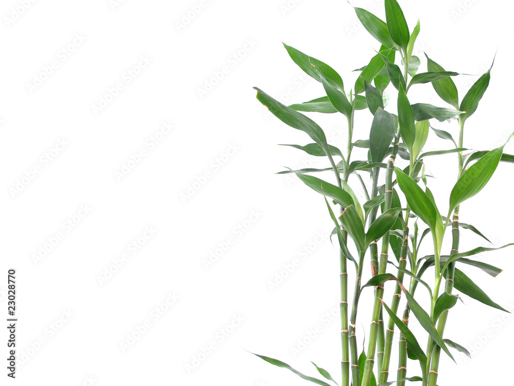 Fototapeta premium bamboo leaf isolated