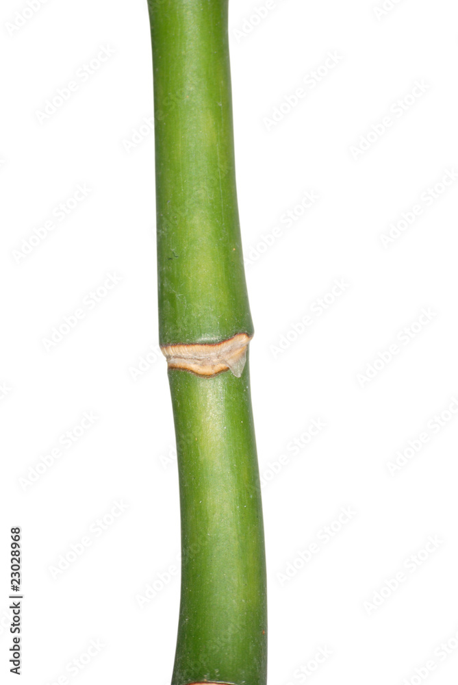 Obraz premium Bamboo isolated