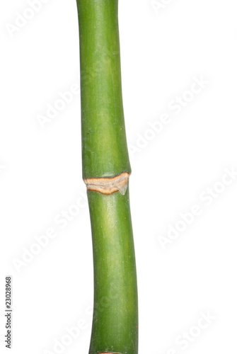 Bamboo isolated