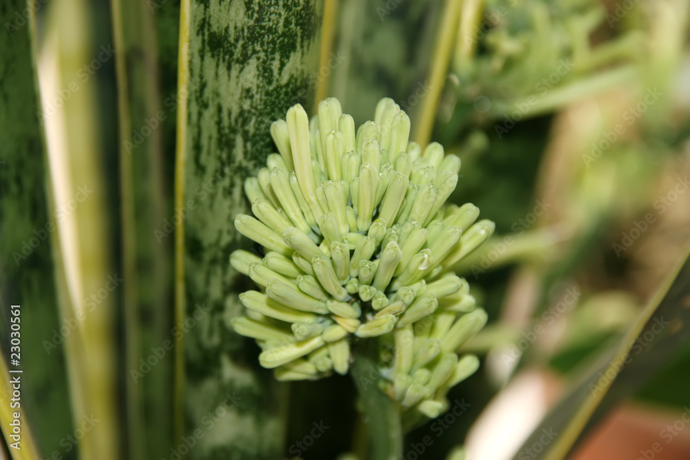 Obraz premium huwei orchids flowers