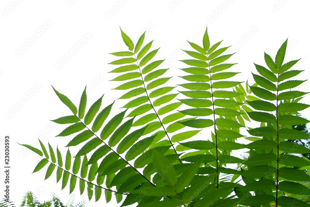 feathery tree leaves feathery tree leaves