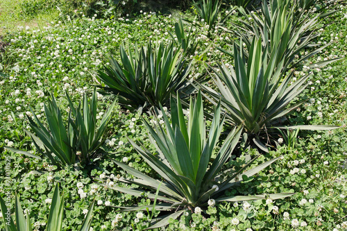 yucca gloriosa