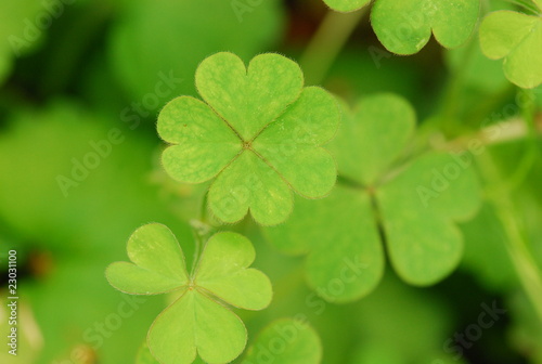 Bilde på lerret four-leaf clover