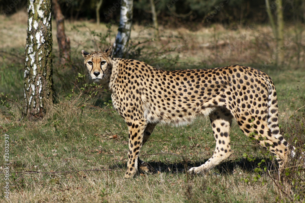 Naklejka premium cheetah looking in the camera