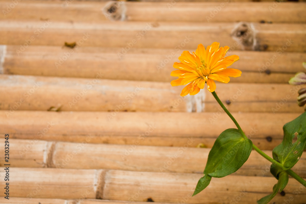 Obraz premium Yellow flower