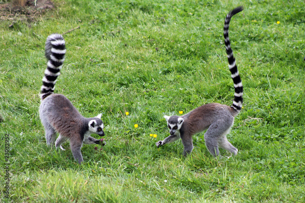 Obraz premium ring-tailed lemur picking flowers