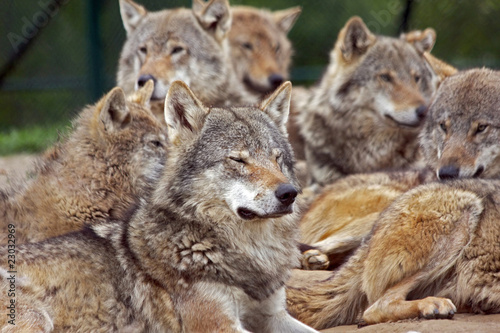 group of european gray wolves