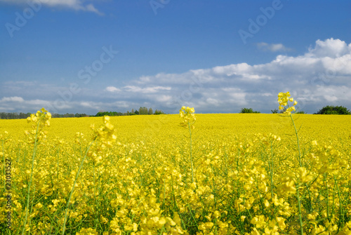 rapsfeld
